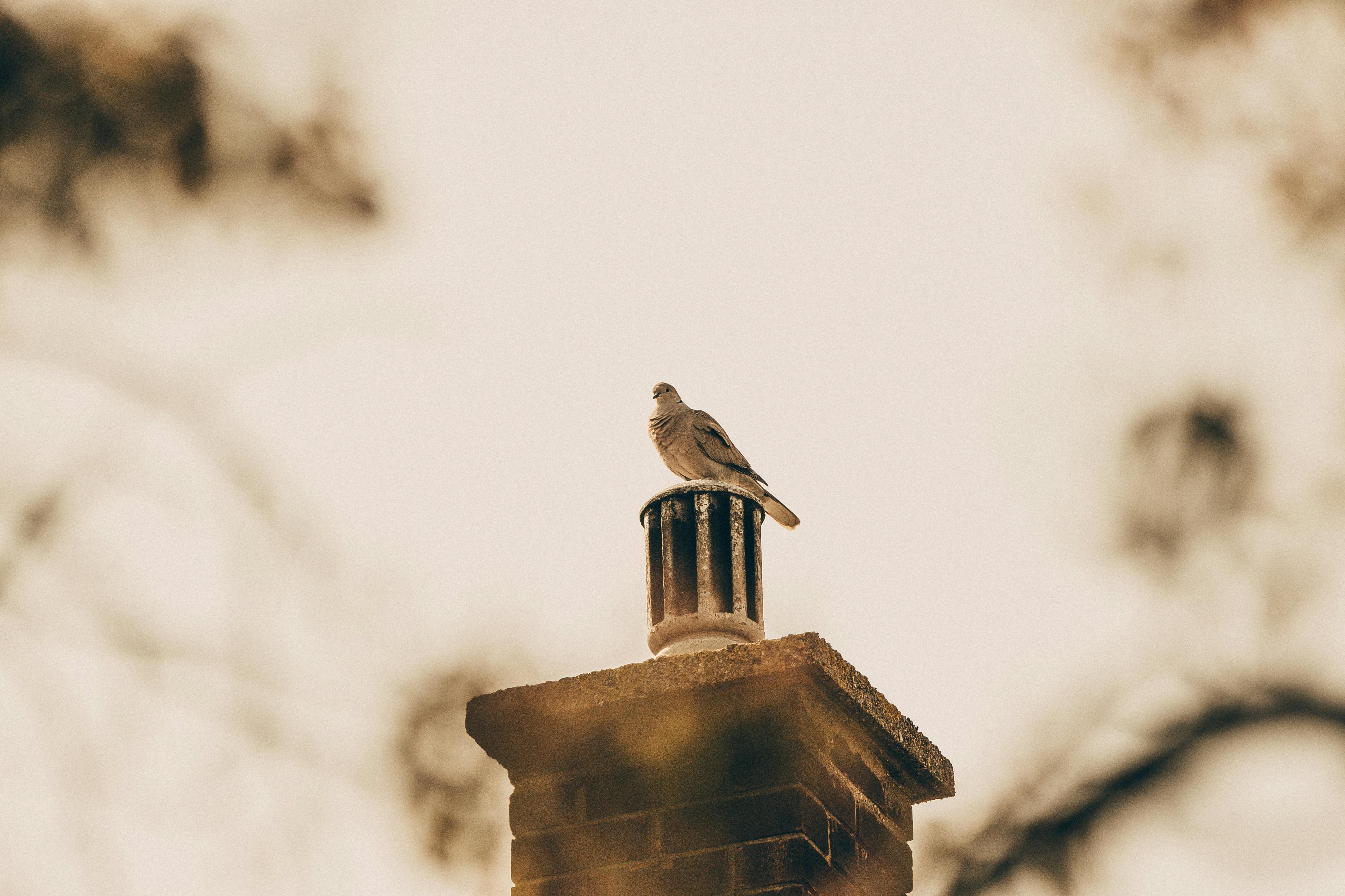 Professional Chimney Cap Installation Services in Mundelein, IL Expert Chimney Cap Installation in Mundelein, Illinois